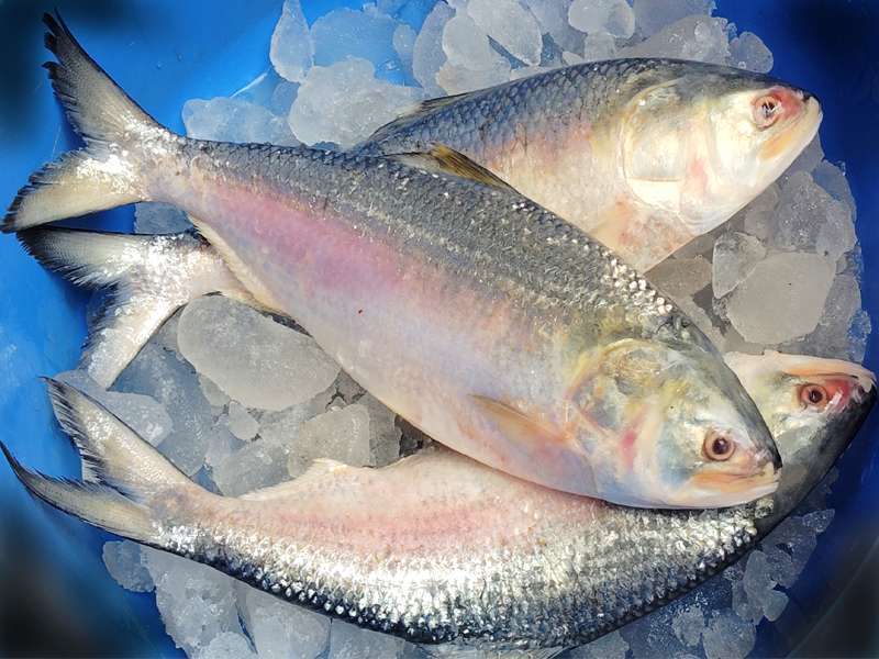 Bangladesh-ilish