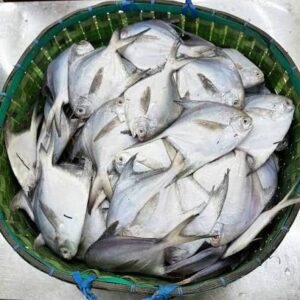১ কেজি রূপচাঁদা মাছ